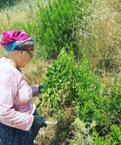 Andız Otu Kendimiz Topluyoruz