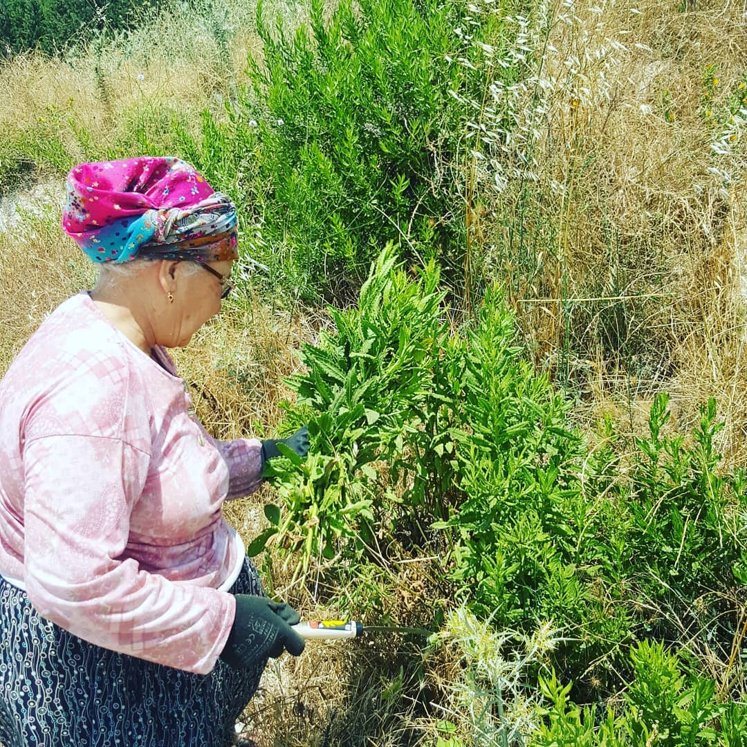 Andız Otu Kendimiz Topluyoruz Andız Otu Kendimiz Topluyoruz