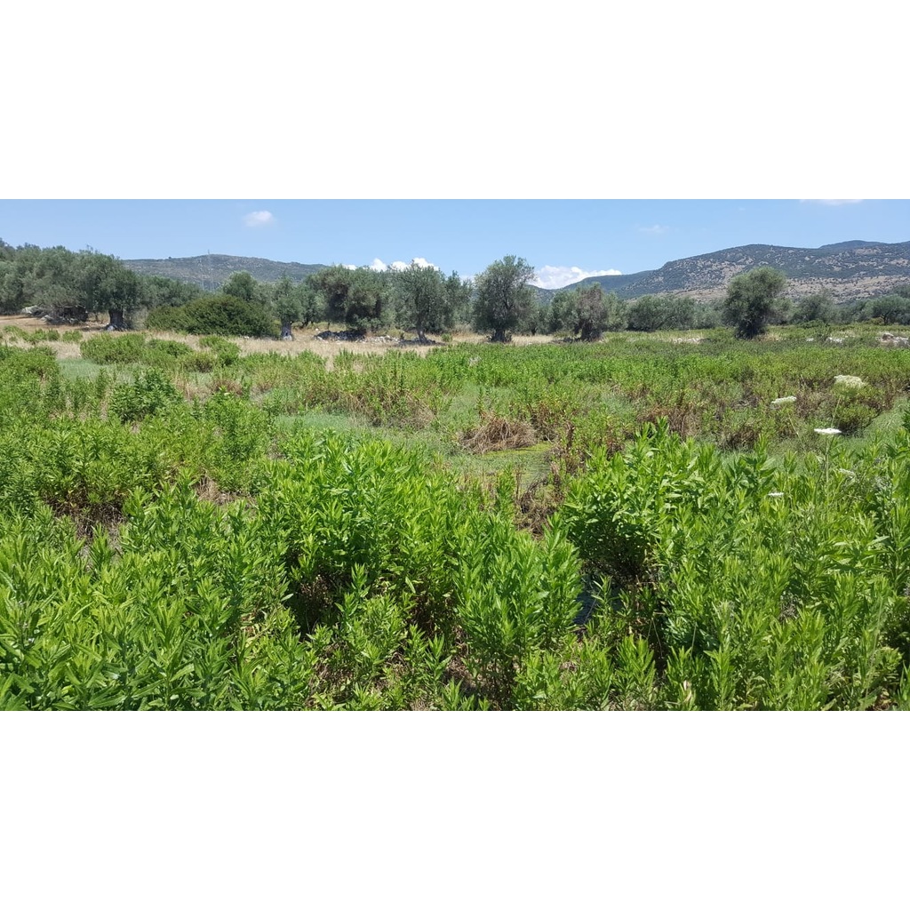 Akhisarın Dağlarından Kendimiz Topluyoruz