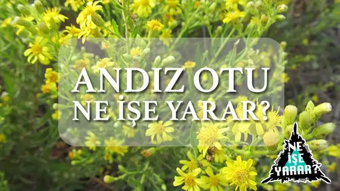 Andız otu çayı ne işe yarar