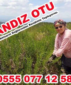 Akhisarın Dağlarından Kendimiz Topluyoruz